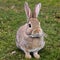 Cute rabbit, pet, beautiful bunny on grass ai Generated, generative AI, CGI graphics