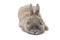 Cute rabbit with splayed ears gray sleeping isolated on white background