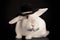 Cute rabbit in top hat and bow-ti