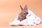 Cute rabbit white blanket