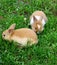 Cute rabbits