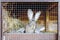 Cute rabbits on animal farm in rabbit-hutch. Bunny in cage on natural eco farm. Animal livestock and ecological farming.