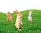 Cute Rabbits in the Field