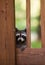 Cute raccoon