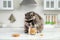 Cute raccoon eating peanuts on table