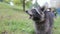 Cute Raccoon eats cookies in the grass