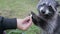 Cute raccoon eats cookies from the hands