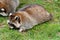 Cute raccoon on green grass