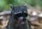 Cute raccoon in the jungle of Costa Rica waiting for food