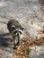 Cute raccoon looking for food photo