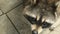 Cute raccoon looks at the camera and shows teeth. Close-up. Fauna. Turns head.