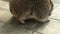 Cute raccoon looks at the camera and shows teeth. Close-up. Fauna. Turns head.