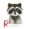 Cute Raccoon for R letter.