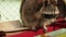 Cute raccoon reading big book. Zoo. Little racoon student studies an textbook