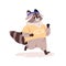 Cute raccoon running. Sport animal character jogging. Happy funny racoon jogger, runner athlete exercising, training