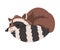 Cute Raccoon Sleeping Curled Up, Adorable Wild Furry Forest Animal Cartoon Character Vector Illustration