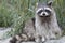 Cute racoon