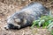 Cute racoon dog on ground at zoo