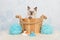 Cute rag doll kitten cat in a wooden basket