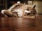 Cute Ragamuffin Cat Resting on a Floor