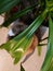 Cute Ragamuffin Cat Underneath a Large House Plant