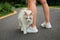 Cute ragdoll cat go out with woman, get close to girl`s leg, very lazy