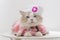 Cute ragdoll cat in pink nurse dress sit on white table, look at camera, cat is sad