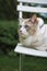 Cute ragdoll cat sit on chair outside with greens in nature, open big blue eyes, vertical cat picture