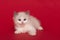 Cute ragdoll kitten with blue eyes lying down on a red background with it paw reaching out