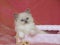 Cute Ragdoll kitten in gift box with pearls