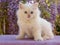 Cute Ragdoll kitten sitting in front of flowers