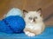 Cute Ragdoll kitten with yarn wool