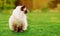 Cute Ragdoll kitty cat with blue eyes sitting straight on grass in a garden