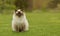 Cute Ragdoll kitty cat with blue eyes sitting straight on grass in a garden