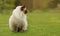 Cute Ragdoll kitty cat with blue eyes sitting straight on grass in a garden