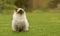 Cute Ragdoll kitty cat with blue eyes sitting straight on grass in a garden