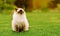 Cute Ragdoll kitty cat with closed eyes sitting straight on grass in a garden