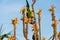 Cute rainbow lorikeet hanging upside down on flowering aloe plant