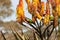 Cute rainbow lorikeet parrots feeding on flowering aloe