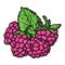 Cute raspberries.