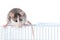 Cute rat sitting on a trellis cage on a white background.