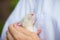 Cute rat, symbol of 2020, in the arms of a person, sleeping in