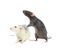 Cute rats on white background. Small rodent