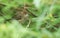 A cute recently fledged baby Blackcap, Sylvia atricapilla, sitting amongst the leaves of a willow tree. It is waiting for its pare