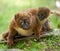 Cute Red-bellied Lemur with baby