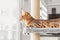 A cute red cat lies on a scratching post against the background of the room