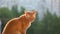 Cute red cat sits on window on summer sunny day and looks around. HD slowmo video