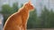 Cute red cat sits on window on summer sunny day and looks around. HD slowmo video