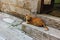 Cute red cat sitting in a street in Kotor, Montenegro