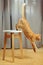 Cute red cat standing jumping from chair going to escape